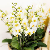 Orchidées Phalaenopsis blanches Blossom Lausanne en coupe Oyster - bouquet de 3 - H 45 cm, pots Ø12 cm