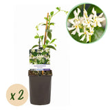 Jasmin étoilé - Trachelospermum jasminoides - H 35 cm, pot Ø9 cm