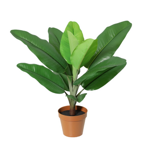Philodendron Jungle King h45cm