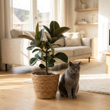 Green boutiQ - Kamerplant - Rubberplant - ficus Elastica Cloe - Groen - Weinig onderhoud - 1 Plant - Pot 19cm - Hoogte 65cm