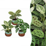 Baby plantes surprise avec cache-pots cuivre - lot de 3 à 12 mini plantes tropicales - pot Ø6 cm - photo 7