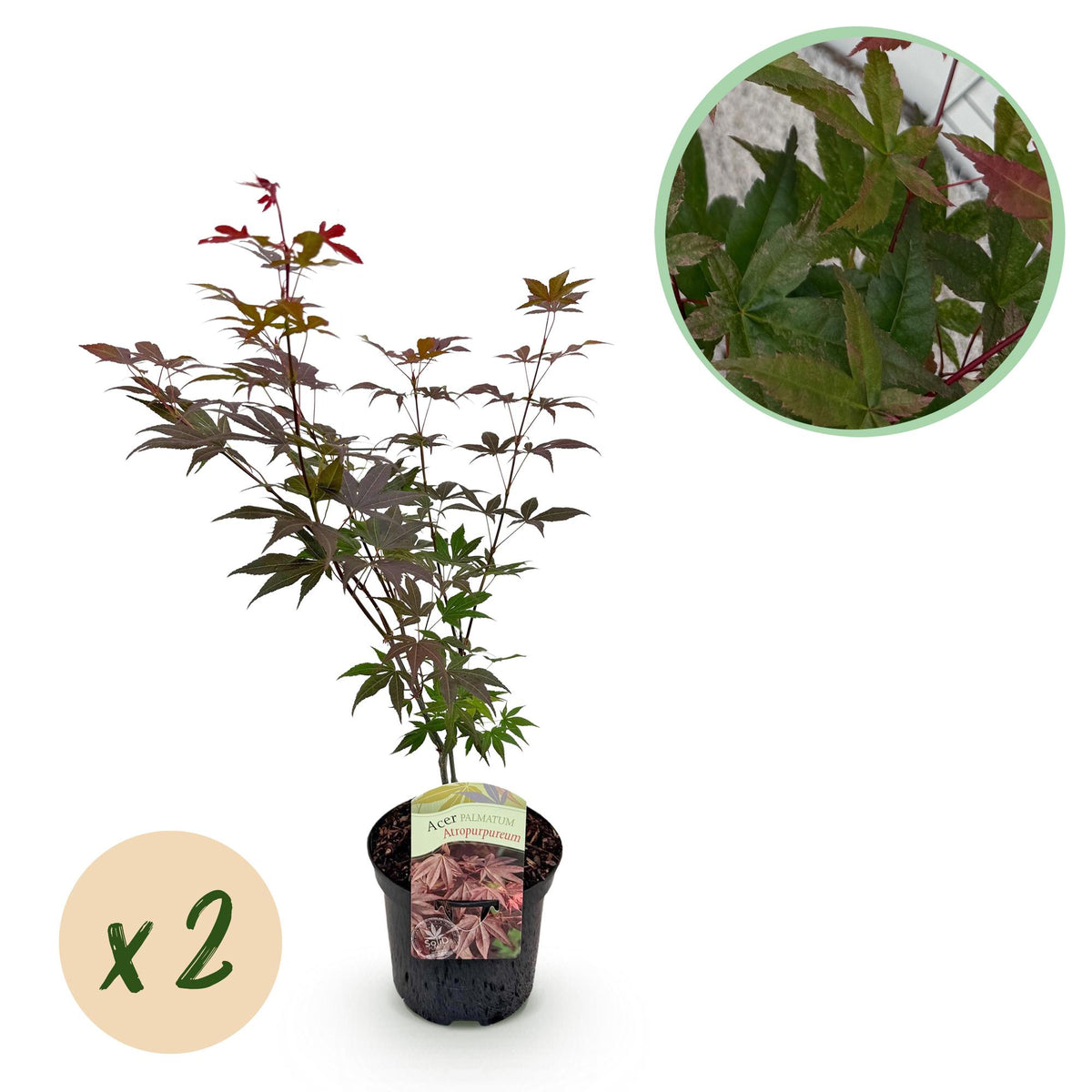 Green boutiQ - Terrasplant - Japanse Esdoorn - Acer palmatum Atropurpureum - Paars - 2 Planten - Bladverliezend - Pot 19cm Hoogte 70cm