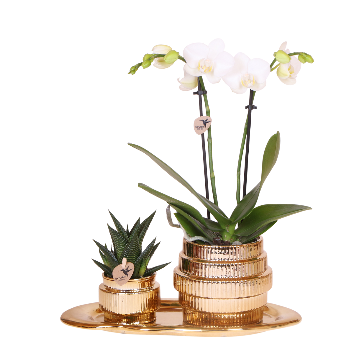 Orchidée Phalaenopsis blanche Mineral Amabilis et succulente - coffret Allure Shiny or - pot Ø9 cm