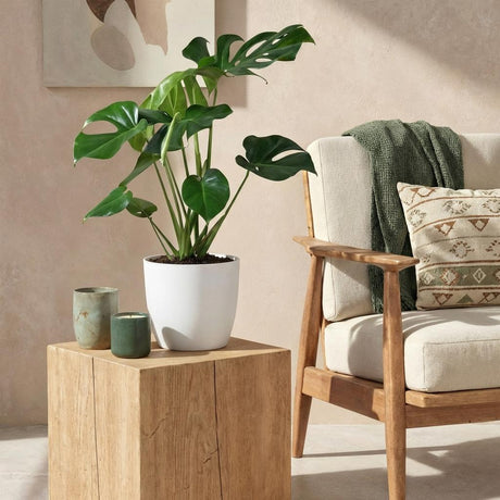 Green BoutiQ - Kamerplanten - Monstera Deliciosa - Gatenplant - Weinig onderhoud - Groen - 1 Plant - met Potter Grijs - Pot 21cm - Hoogte 70-80cm