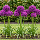 Green boutiQ - Bloembollen - Allium Purple Sensation - Kleur Paars - 15 stuks - Bolmaat 10/12 - XXL Pack