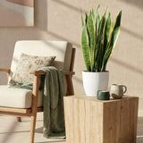 Green BoutiQ - Kamerplanten - Sansevieria Laurentii - Vrouwentong - Weinig onderhoud - Groen - 1 Plant - met Potter Grijs - Pot 21cm - Hoogte 70-80cm
