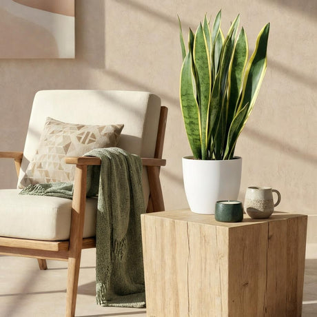 Green BoutiQ - Kamerplanten - Sansevieria Laurentii - Vrouwentong - Weinig onderhoud - Groen - 1 Plant - met Potter Grijs - Pot 21cm - Hoogte 70-80cm