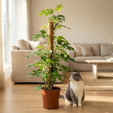 Green boutiQ - Kamerplant - Mini Gatenplant - Monstera Minima Mosstok - Groen - Weinig onderhoud - 1 Plant - Pot 19cm - Hoogte 90cm