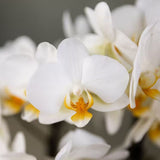 Orchidées Phalaenopsis blanches Blossom Lausanne en panier Cotton - bouquet de 3 - H 45 cm, pots Ø12 cm