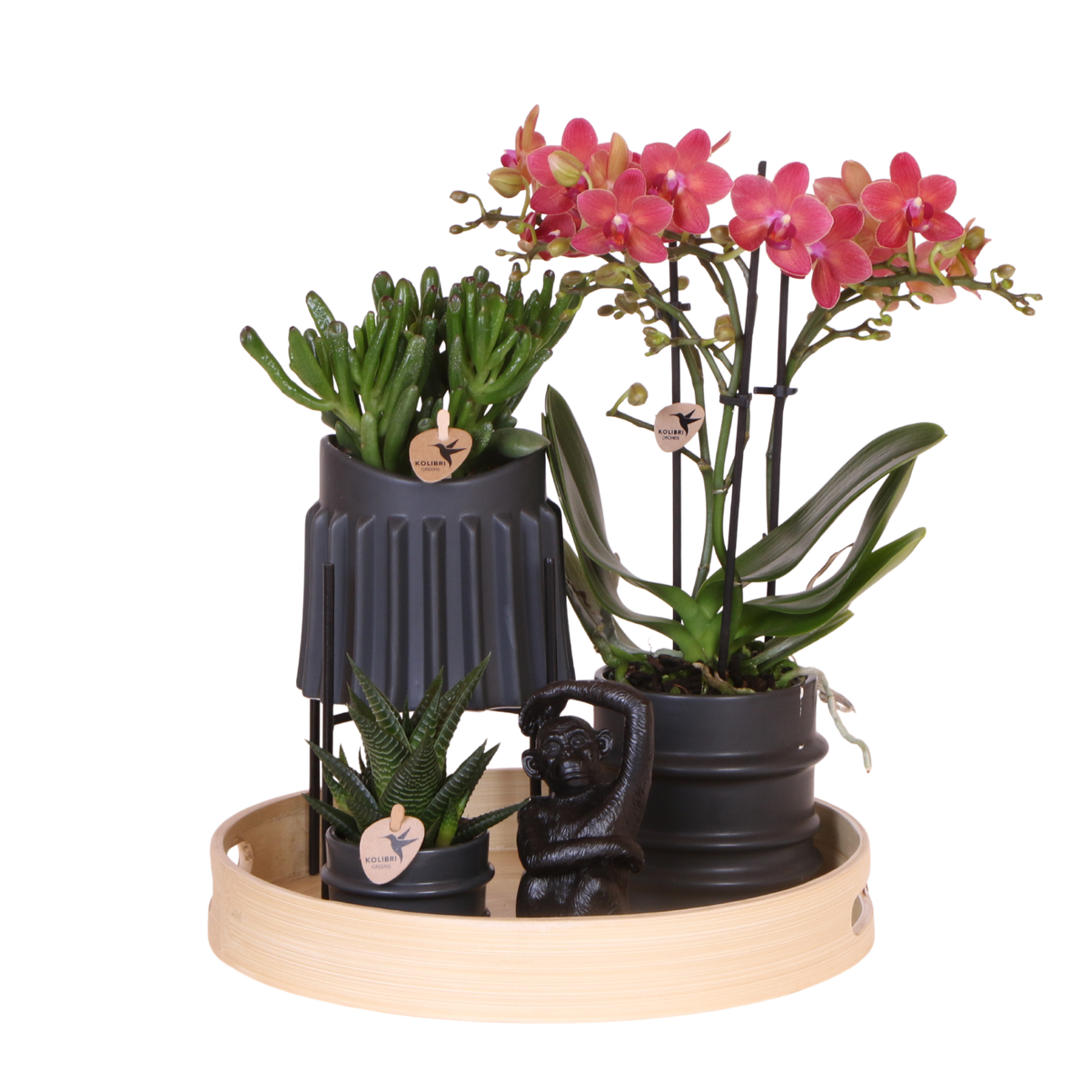Orchidée Phalaenopsis rouge Blossom Congo et 2 succulentes - coffret Mellow noir
