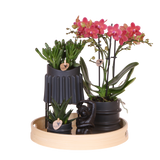 Orchidée Phalaenopsis rouge Blossom Congo et 2 succulentes - coffret Mellow noir