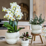 Orchidée Phalaenopsis blanche Blossom Lausanne avec cache-pot Horizon blanc