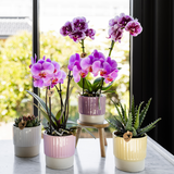 Kolibri Orchids | Paars roze phalaenopsis orchidee potmaat Ø9cm | Frederikstad | bloeiende kamerplant - vers van de kweker