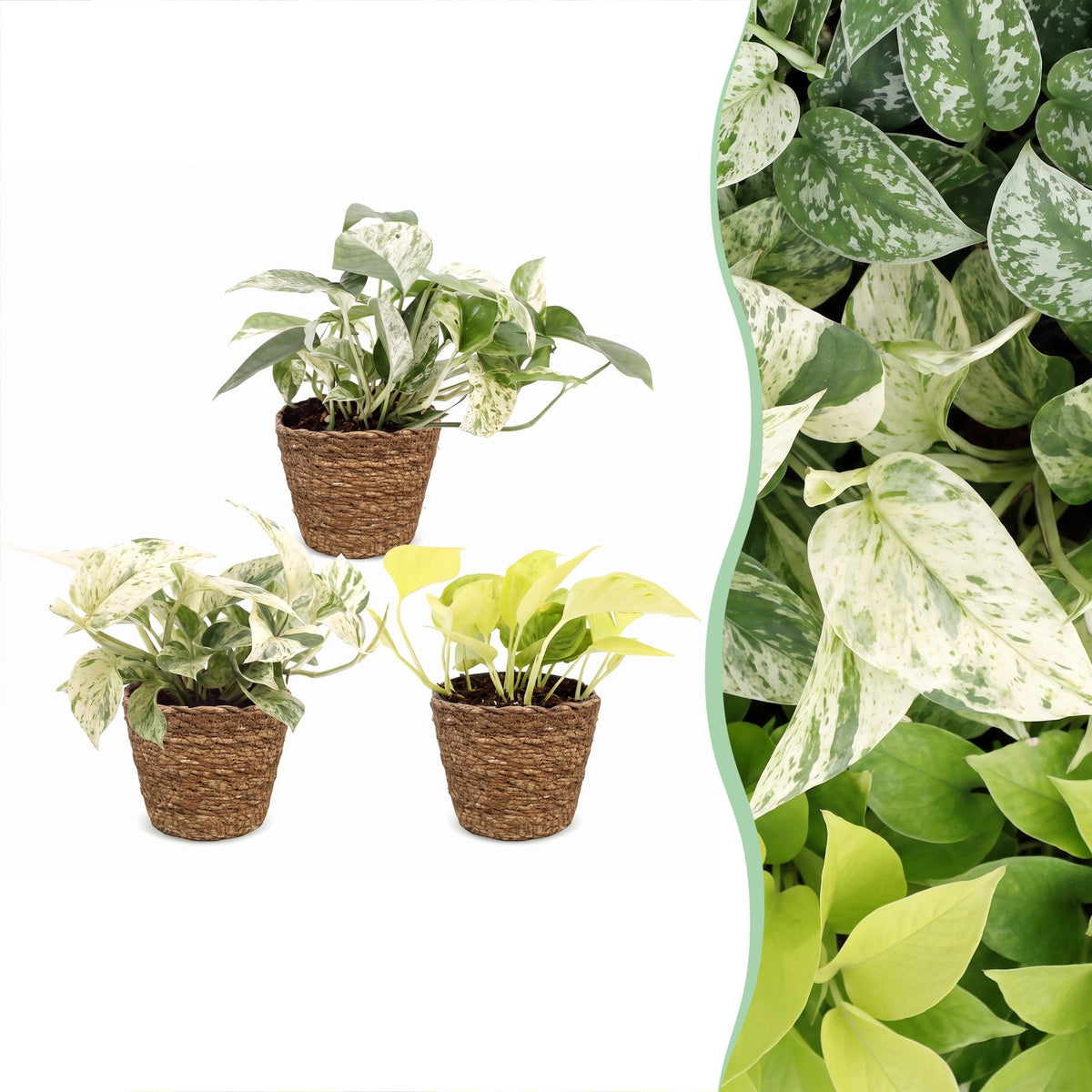 Pothos tricolore avec paniers - Epipremnum - lot de 3