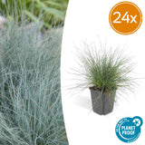 Fétuque bleue Elijah Blue en godet - Festuca glauca - H 10-25 cm, pot Ø9 cm