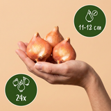Tulipe double Gudoshnik Double