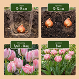 Tulipe double rose