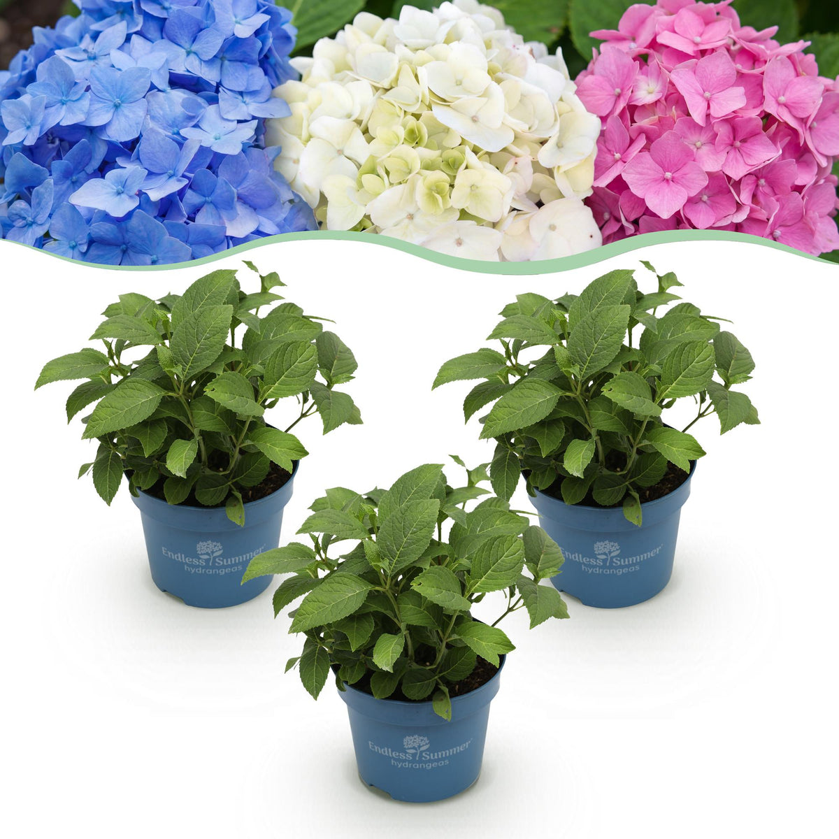 Green boutiQ - Haveeplante - Hydrangea Endless Summer Blå - Lyserød - Hvid - Hortensia - Vinterhård - Blå - Lyserød - Hvid - 3 Planter - Potte 14cm - Højde 20-25cm