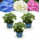 Green boutiQ - Haveeplante - Hydrangea Endless Summer Blå - Lyserød - Hvid - Hortensia - Vinterhård - Blå - Lyserød - Hvid - 3 Planter - Potte 14cm - Højde 20-25cm