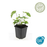 Anémone du Japon Robustissima en godet - Anemone tomentosa - H 10-25 cm, pot Ø9 cm - photo 2