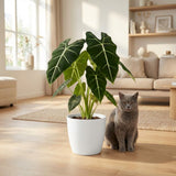Green boutiQ - Kamerplant - Olifantsoor - Alocasia Frydek - Groen - Weinig onderhoud - 1 Plant - Pot 19cm - Hoogte 60cm