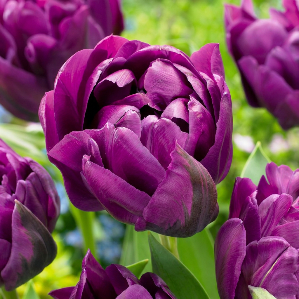 Tulipe double lilas
