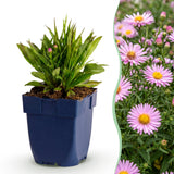 Aster nain Wood's Pink - Aster dumosus - H 15-25 cm, pot Ø11 cm