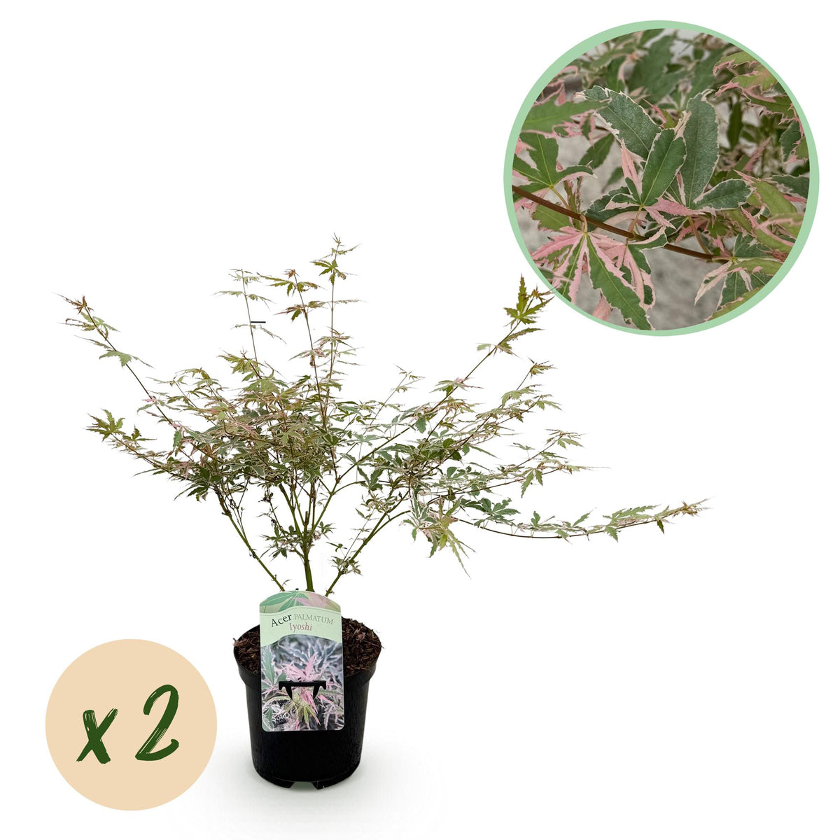 Green boutiQ - Terrasplant - Japanse Esdoorn - Acer palmatum Iyoshi - Roze - 2 Planten - Bladverliezend - Pot 19cm Hoogte 70cm