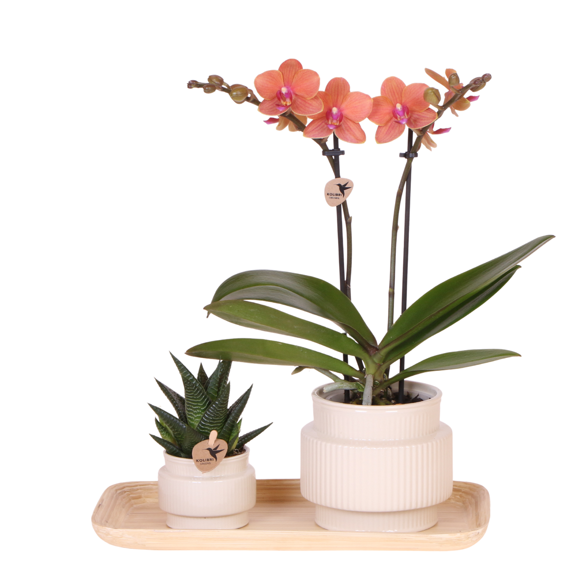 Orchidée Phalaenopsis orange Mineral Bolzano et succulente - coffret Allure blanc