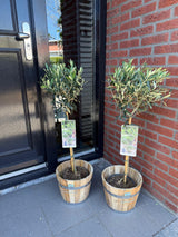 Green boutiQ - Tuinplant - Olea Europaea - Plant op stam - Terras Plant - Bladhoudend - Weinig Onderhoud - Pot 19cm Hoogte 90cm