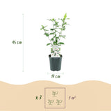 Green boutiQ - Havetplante - Hibiscus syriacus Red Heart - Have Hibiscus - Vinterhårdfør - Hvid - Rød - 3 Planter - Potte 17cm - Højde 45cm