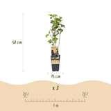 Cassissier Ben Nevis - Ribes nigrum - 2 plants - H 50 cm, pot Ø15 cm