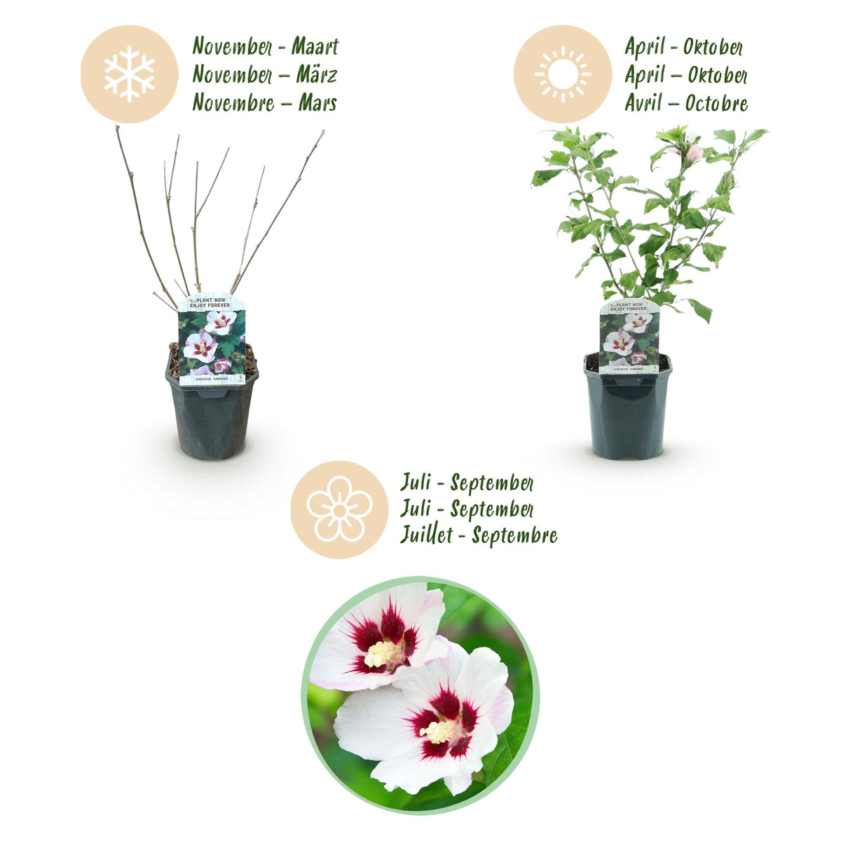 Green boutiQ - Havestaurvæk - Hibiscus syriacus Hamabo - Have Hibiscus - Winterhård - Hvid - Lyserød - 3 Planter - Potte 17cm - Højde 45cm
