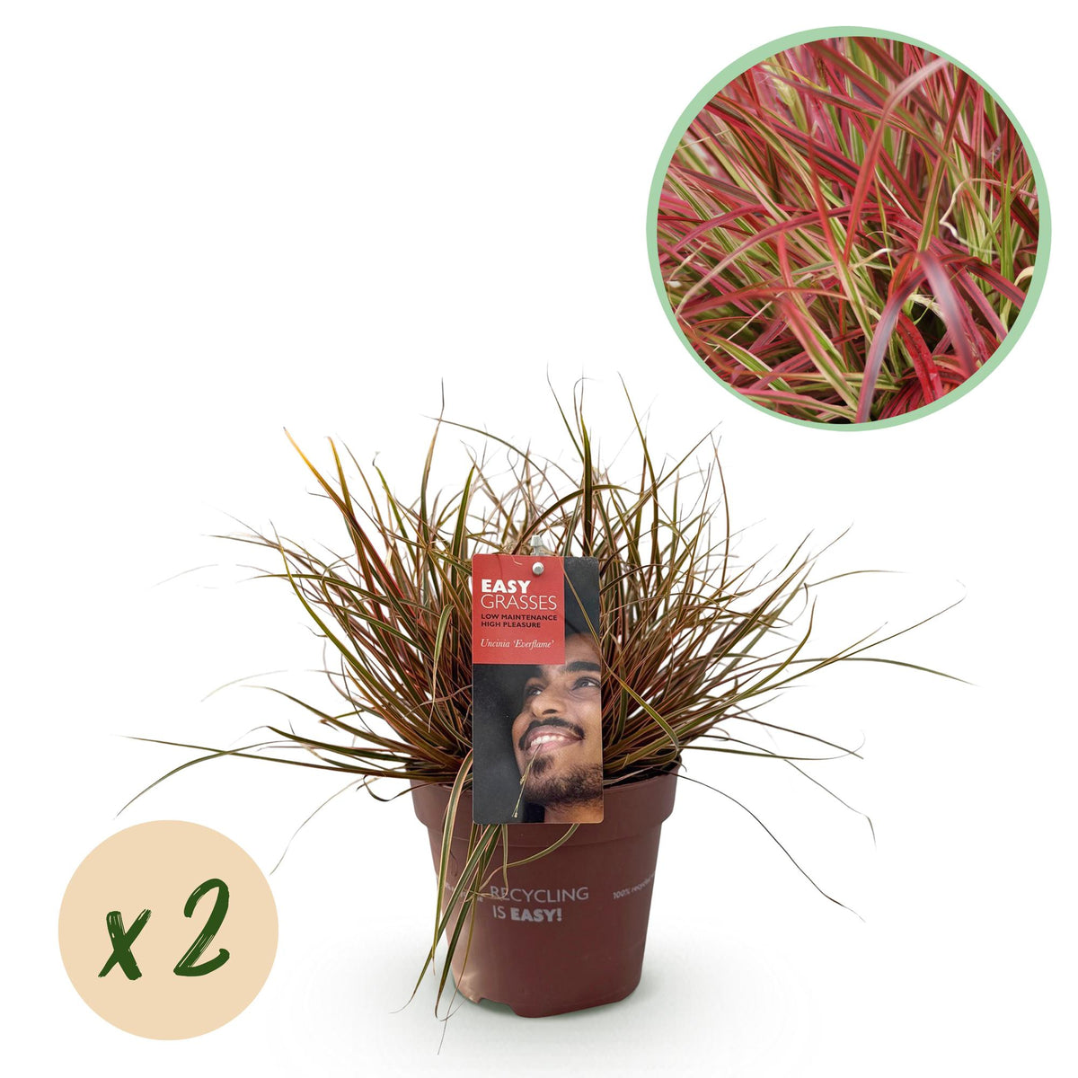 Green boutiQ - Siergrassen - Uncinia rubra Everflame  - Rood - 2 Planten - Bladhoudend - Weinig Onderhoud - Pot 17cm Hoogte 50cm