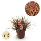Green boutiQ - Siergrassen - Uncinia rubra Everflame  - Rood - 2 Planten - Bladhoudend - Weinig Onderhoud - Pot 17cm Hoogte 50cm