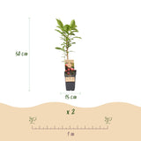 Collection de kiwis à pollinisation croisée - H 50 cm, pot Ø15 cm