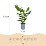 Kit haie Laurier-cerise Caucasica - H 25-35 cm, pot Ø9 cm