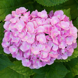 Hortensia rose - Hydrangea macrophylla - H 20-30 cm, pot Ø12 cm - photo 5