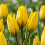 Tulipe sauvage sylvestris - 160 bulbes