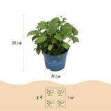 Hortensia Endless Summer The Original rose - Hydrangea macrophylla - H 20-25 cm, pot Ø14 cm - photo 4