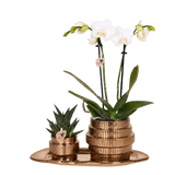 Orchidée Phalaenopsis blanche Mineral Amabilis et succulente - coffret Allure Shiny bronze - pot Ø9 cm