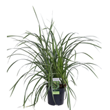 3x - Carex morrowii 'Ice Dance' - ↨30cm - Ø14
