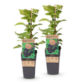 Framboisier noir Black Jewel - Rubus occidentalis - 2 plants - H 50 cm, pot Ø15 cm