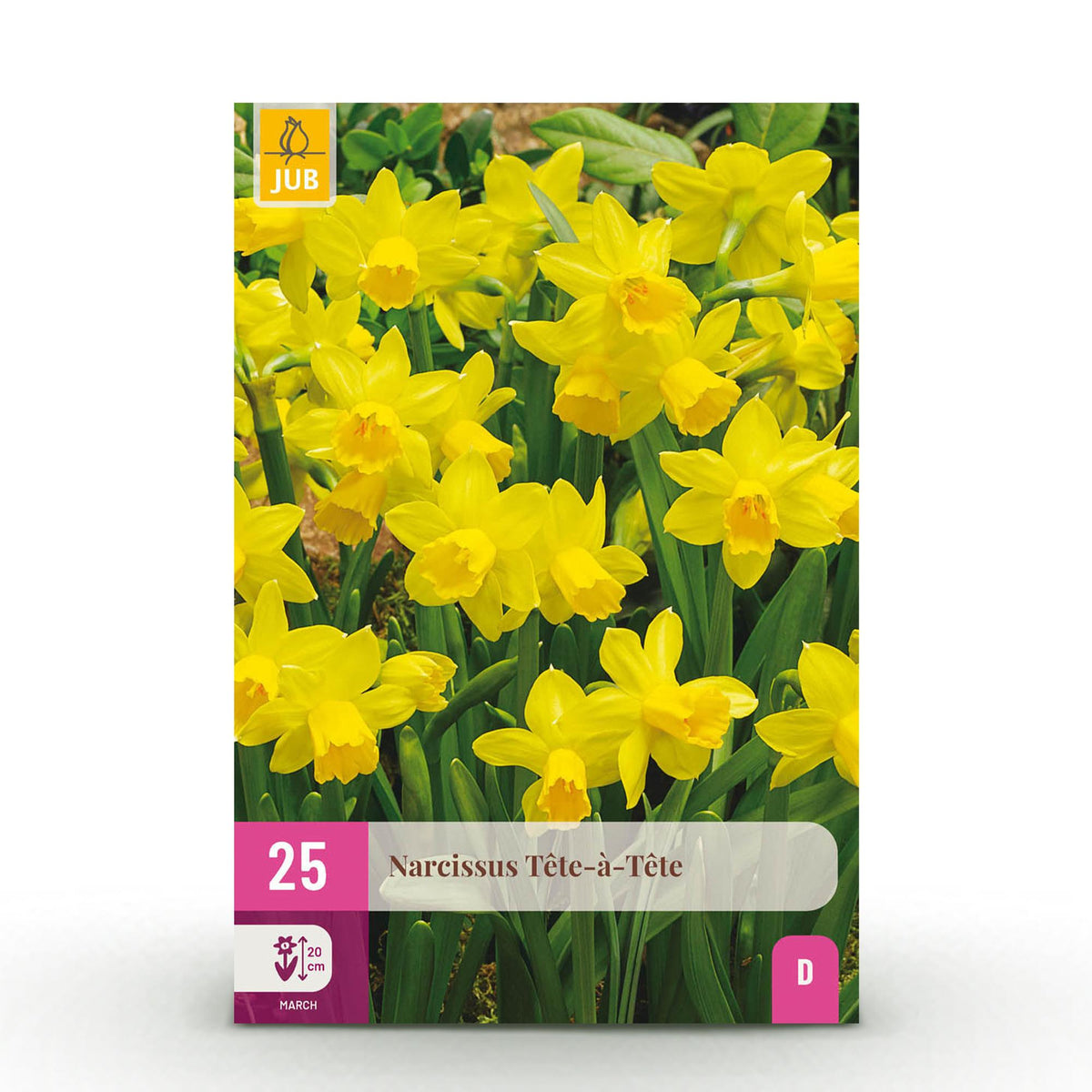 Green boutiQ - Bloembollen - Narcis Tete-A-Tete - Kleur Geel - 25 stuks - Bolmaat 10/11 - XXL Pack