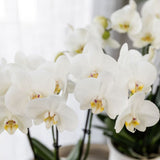 Orchidée Phalaenopsis blanche Mineral Amabilis - cache-pot Oyster et boîte cadeau - H 40 cm, pot Ø9 cm