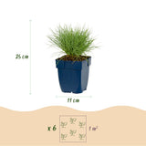 Fétuque bleue - H 15-25 cm, pot Ø11 cm
