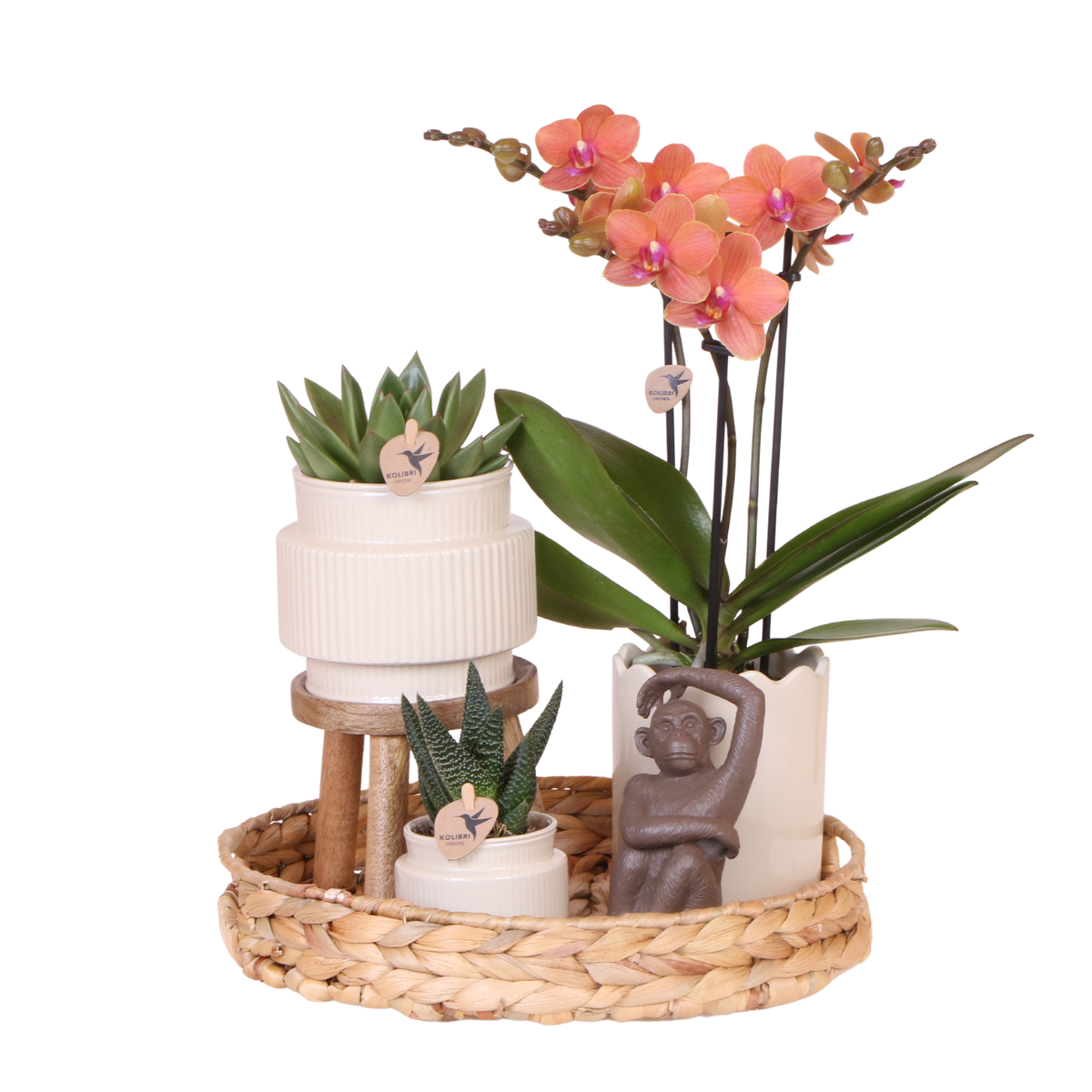 Orchidée Phalaenopsis orange Mineral Bolzano et 2 succulentes - coffret Desert Summer blanc