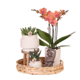 Orchidée Phalaenopsis orange Mineral Bolzano et 2 succulentes - coffret Desert Summer blanc