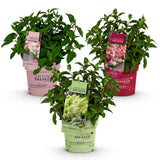 Green boutiQ - Haveleplante - Hydrangea panniculata Groundbreaker Blush - Greeny - Ruby - Sildhortensie - Kompakt - Lyserød-Grøn-Rød - 3 Planter - Potte 14cm - Højde 20-25cm