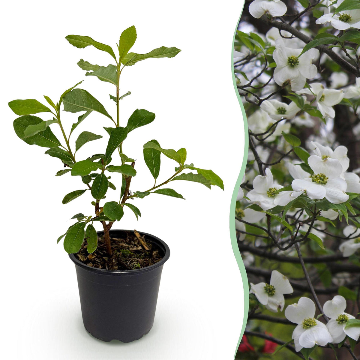 Green boutiQ - Tuinplant - Cornus Florida - Bloem Wit-Roze - 1 Plant - Bladverliezend - Weinig Onderhoud - Pot 12cm Hoogte 35cm